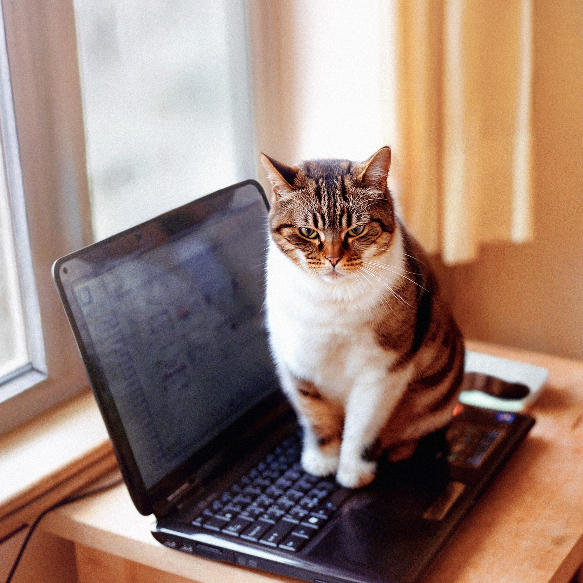 NL Anmeldung Popup desktop Version 2